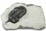 Bargain, Morocconites Trilobite Fossil - Ofaten, Morocco #311130-2